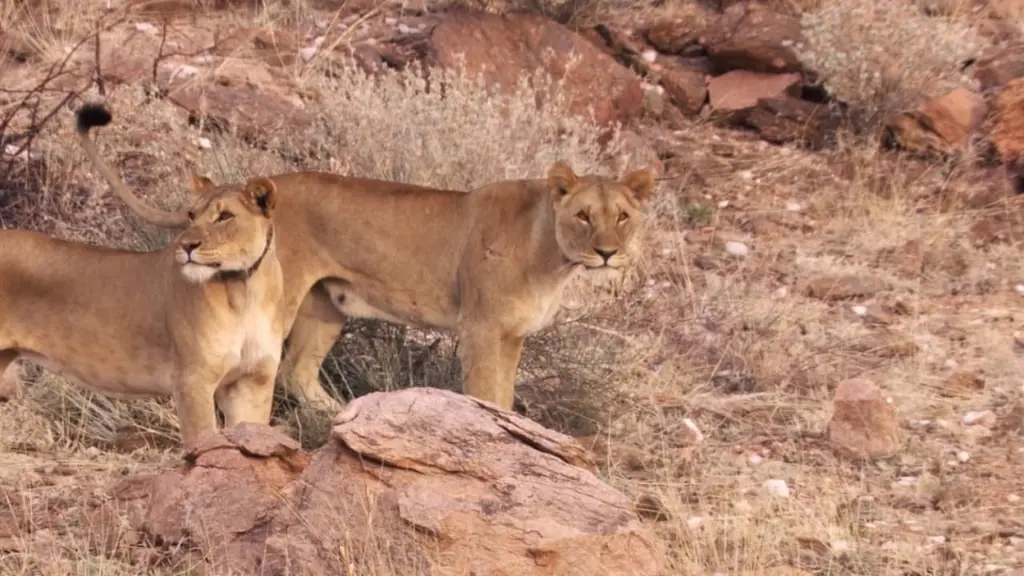 Natural World: Desert Lions