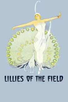 Lilies of the Field