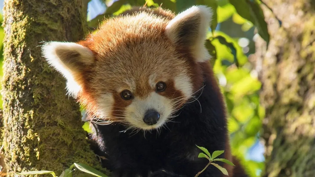 Red Panda: World's Cutest Animal