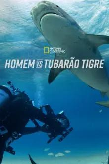 Homem vs Tubarão Tigre
