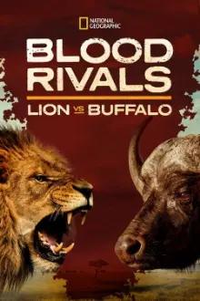 Fortaleza dos Búfalos: Leão vs. Búfalo