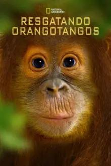 Resgatando Orangotangos