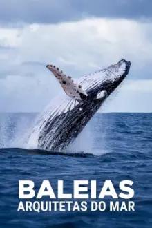 Baleias: Arquitetas do Mar