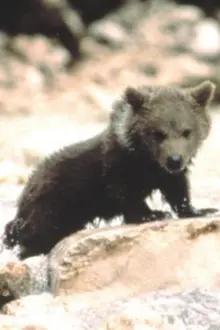 Youk the Bear como: The Bear Cub