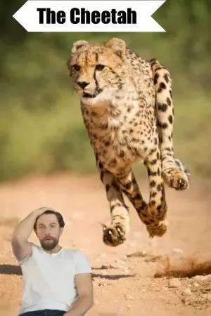The Cheetah